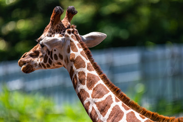 close up photo of giraffe