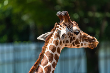 close up photo of giraffe