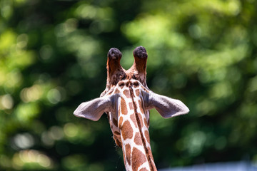 close up photo of giraffe © Ken Tyler
