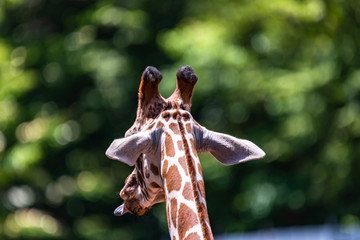 Fototapeta premium close up photo of giraffe