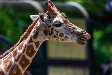 close up photo of giraffe