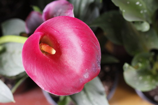 alcatras de rosa rojo flor naturaleza 