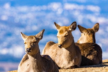 deer at mt. Wakakusa in Nara