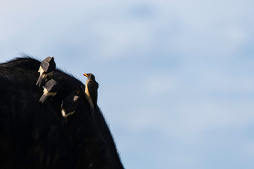 A group of red-billed Oxpecker sitting on a cape buffalo searching for ticks inside Masai mara National Reserve during a wildlife safari