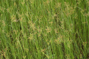 Grass and flower field