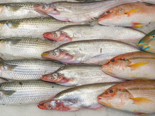 Fresh fish on ice at in the supermarket