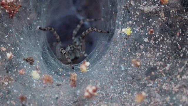 Close Shot of Spider Coming Out of Web Funnel
