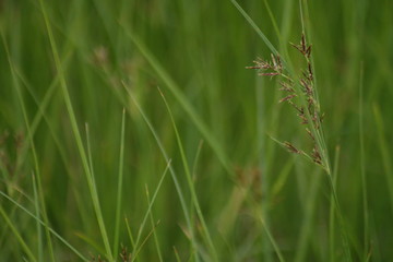 Grass and flower field