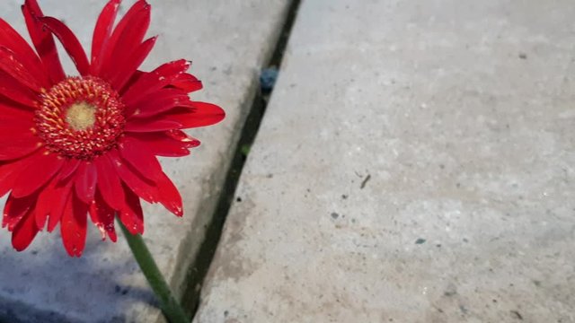 Deep red Gerbera daisy slow motion pan growing in between pavement rock slabs, lonely single flower all on its own, sad and emotional clip.