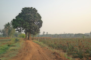 tree in the field