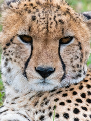 A closeup of Cheetah face as it is sleeping in the plains of africa inside Masai mara national reserve during a wildlife safari