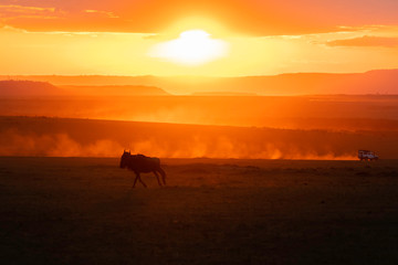 Fototapeta na wymiar A herd of wildebeest running with a beautiful sunset raise dust storm inside Masai Mara National Reserve during a wildlife safari