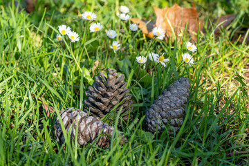 Pine Cones on Grass