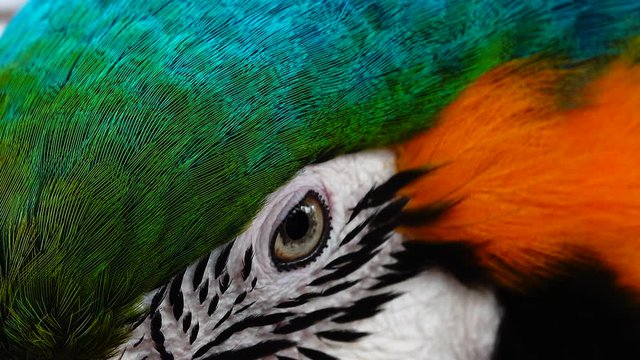 4K Blue and Yellow Macaw (Ara ararauna) Closeup