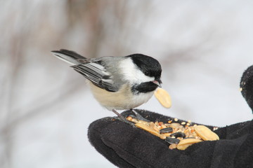 Chickadee Feeding, Whitemud Park, Edmonton, Alberta