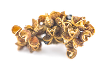 Zanthozylum limonella Alston an isolated on white background