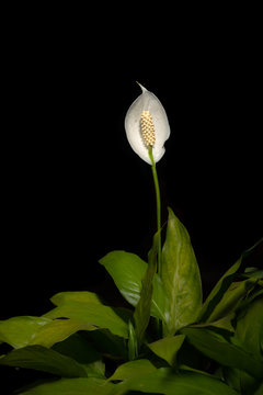 Portrait of a peace lily plant in bloom on a black background