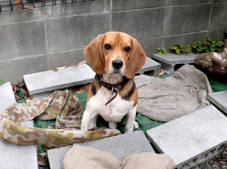 ビーグル　何？