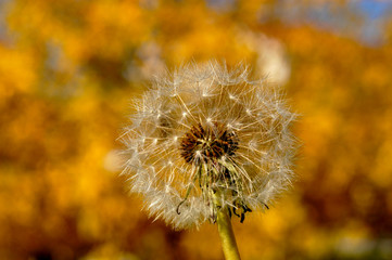 A dandelion sparkles in the sunlight as the wind picks up and ready to blow the seeds into the air.  