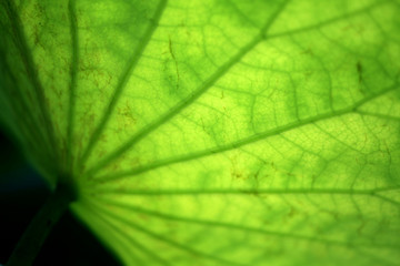 The sun shines on the emerald lotus leaves, showing a very obvious veins and texture