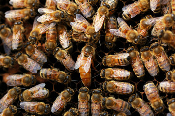 A queen bee is surrounded by a group of hard-working bees