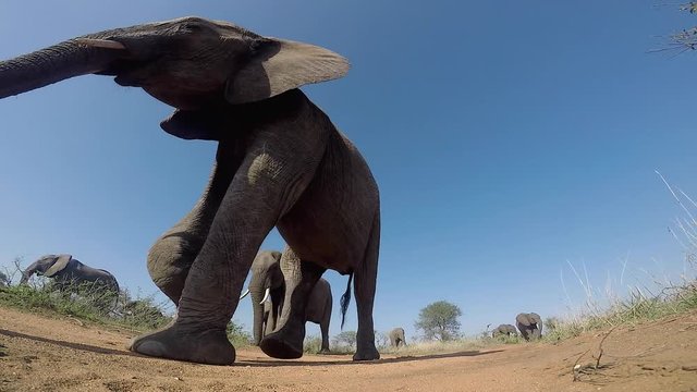 Elephants walk past gopro hidden on dry ground on clear day in South Africa