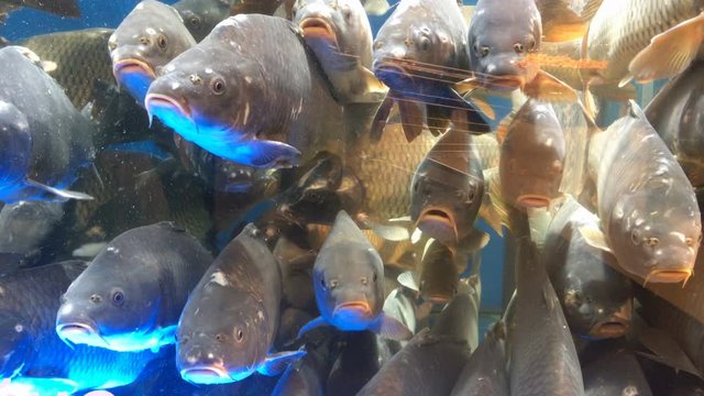 Many of live fish carp, swims in the aquarium on market for sale.