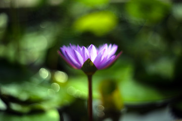 An outstanding purple lotus blooms alone in the pond