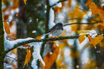 bird on branch