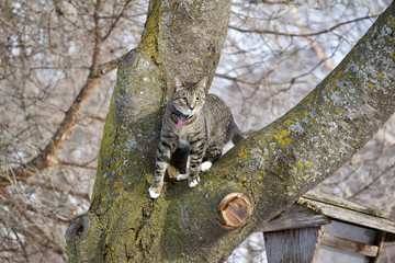 Close up portrait view of a young gray tabby cat climbing a large tree