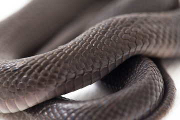 The Javan spitting cobra (Naja sputatrix) also called the southern Indonesian cobra, or Indonesian...