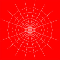 Obraz premium spider on web