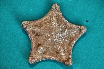Closeup of starfish on a celestial background