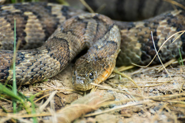 Snake