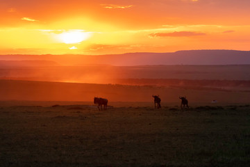 A herd of wildebeest running with a beautiful sunset raise dust storm inside Masai Mara National Reserve during a wildlife safari