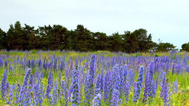 Cloudy sunrise over field with blooming Vipers Bugloss on island of Gotland, Swe