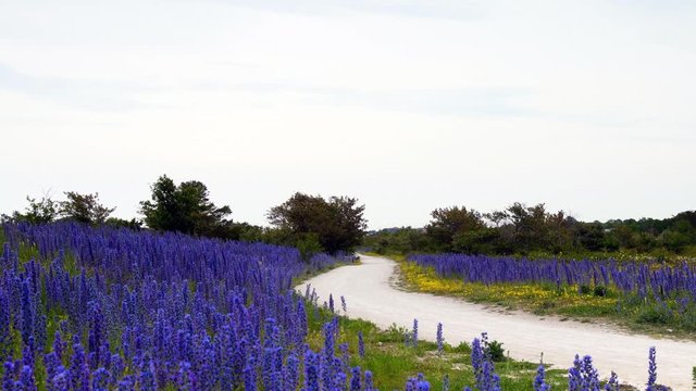 Cloudy sunrise over field with blooming Vipers Bugloss on island of Gotland, Swe
