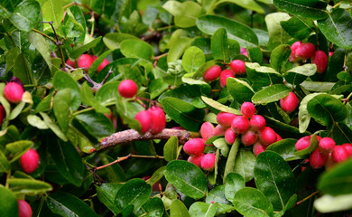 Bengal-Currants, Carandas-plum, Karanda or Carunda fruit