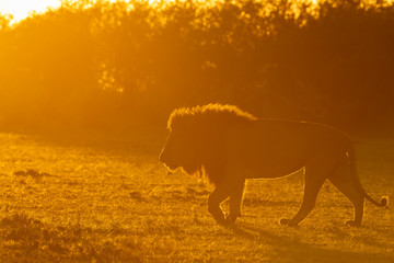 Fototapeta premium A male lion walking towards his pride on a kill with a beautiful sunrise glow in the background inside Masai Mara National Reserve during a wildlife safari