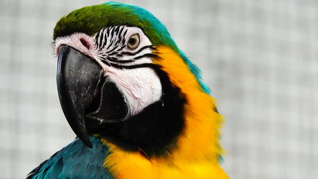 4K Blue and Yellow Macaw (Ara ararauna) Closeup