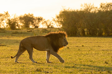 Fototapeta premium A male lion following a cub in the plains of africa inside Masai Mara National Reserve during a wildlife safari