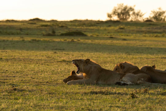 A group of sub-adult lions relaxing and bonding inside Masai Mara National Reserve during a wildlife safari