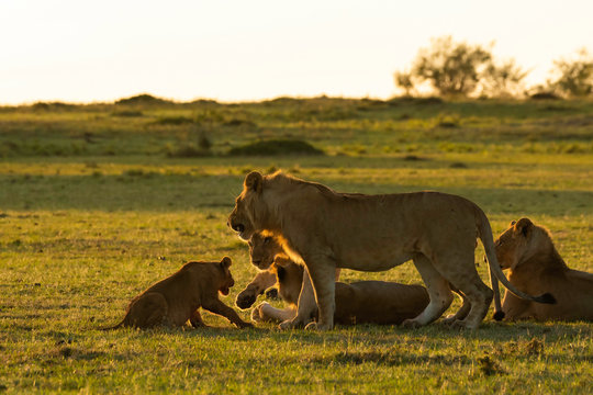 A group of sub-adult lions relaxing and bonding inside Masai Mara National Reserve during a wildlife safari