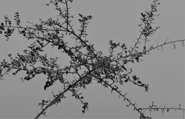 Close-up of a thorny branch in black and white