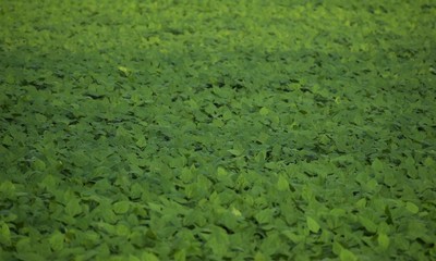 Lush green leaves in cloudy dusky weather