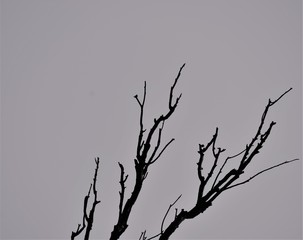 silhouette of a tree on black background