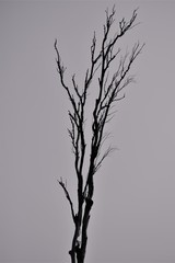 Isolated tree with barren branches in black and white