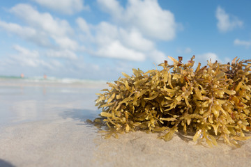 seaweed 