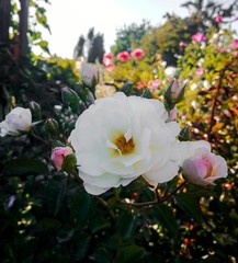 Fototapete bei efototapeten.de bestellen   