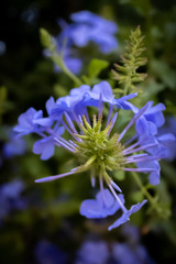 blue flower